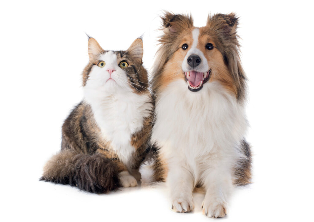 shetland dog maine coon cat